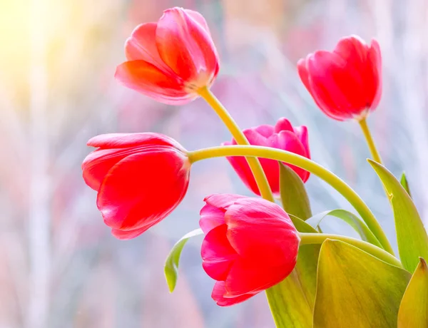 Tres hermosos tulipanes . — Foto de Stock