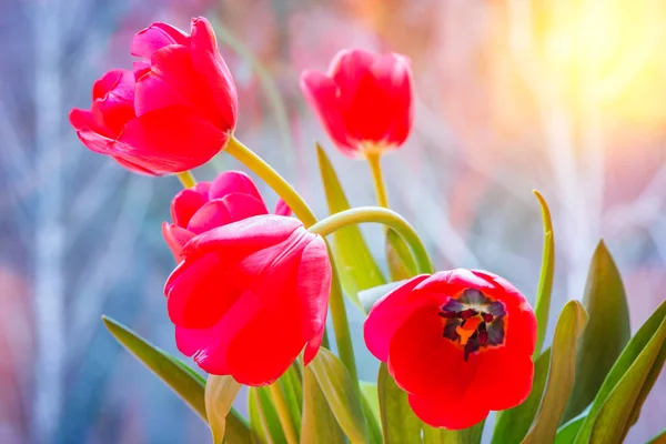 Tres hermosos tulipanes . — Foto de Stock