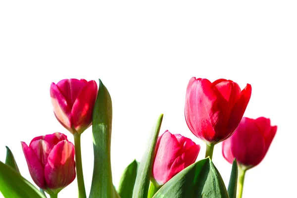 Cinco hermosos tulipanes . — Foto de Stock