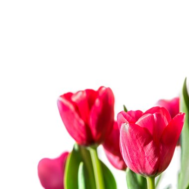 Birkaç güzel lale.