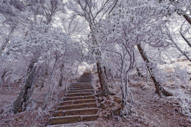 Kış merdiven görünümü Huangshan Milli Parkı'nda.