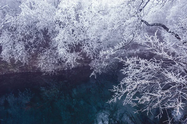 Trees with frozen branches by the lake. — Stock Photo, Image