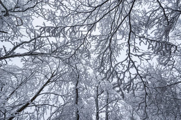 Frozen branches of the trees. — Stock Photo, Image