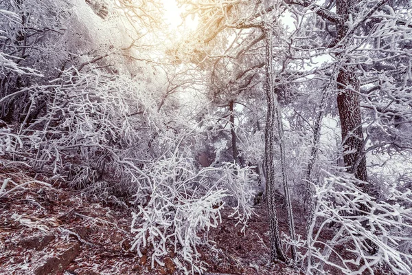 Gefrorener Wald im Huangshan-Nationalpark. — Stockfoto