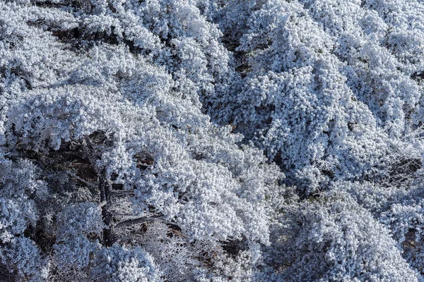 Zmrazené lesa v národním parku Huangshan. — Stock fotografie