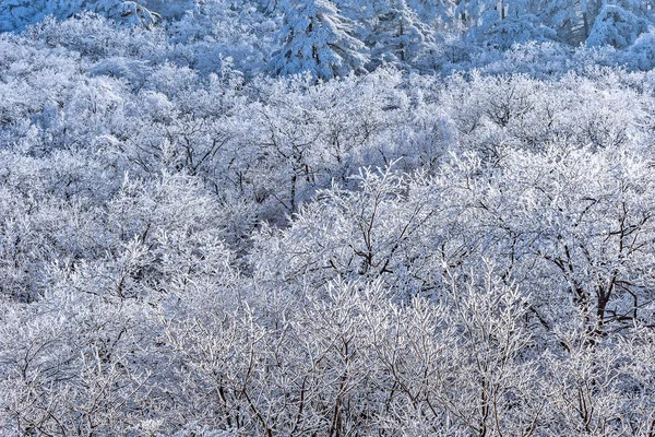 Bosque congelado en el Parque Nacional Huangshan . — Foto de Stock