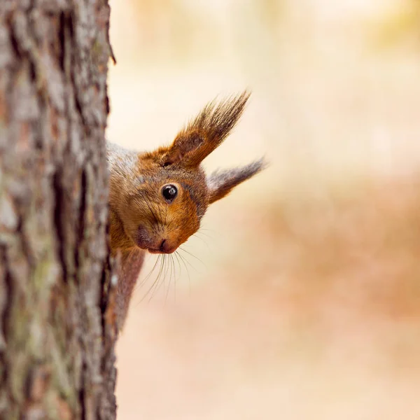 Small squirrel sits on the tree. — Stock Photo, Image