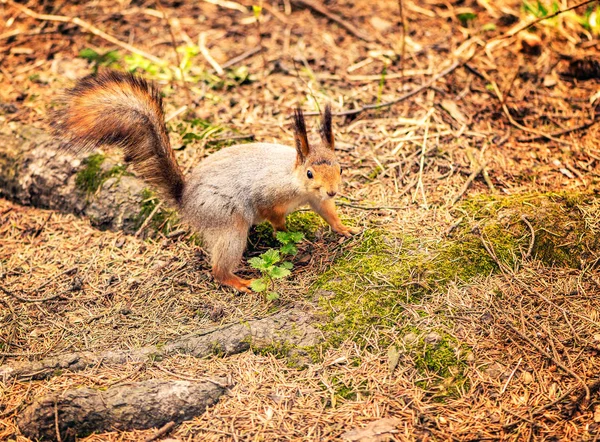 Σκίουρος στο έδαφος του δάσους. — Φωτογραφία Αρχείου