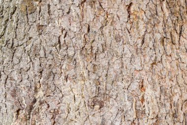 Ağaç kabuğu dokusu.
