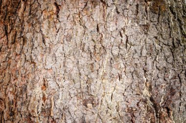 Ağaç kabuğu dokusu.