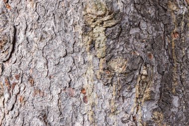 Ağaç kabuğu dokusu.