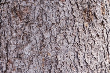 Ağaç kabuğu dokusu.