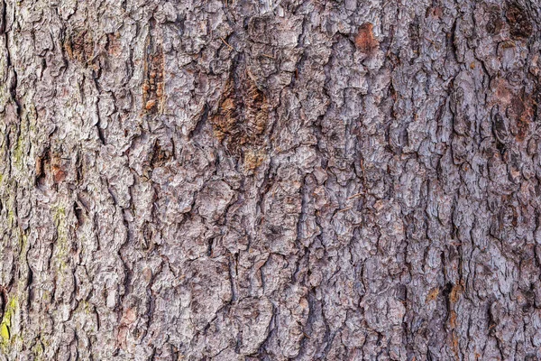 Tekstura kory drzewa. — Zdjęcie stockowe
