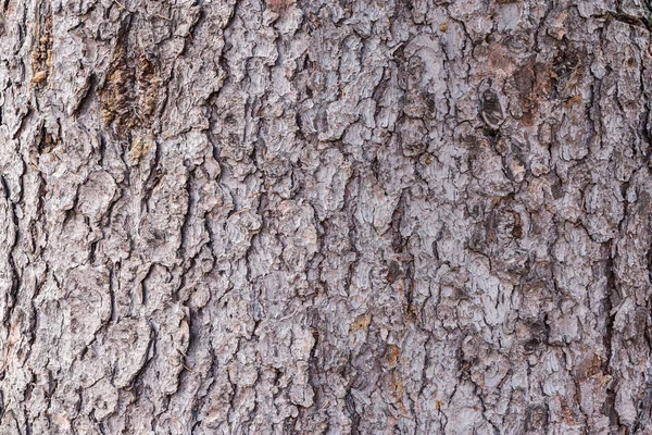 Textura da casca da árvore. — Fotografia de Stock