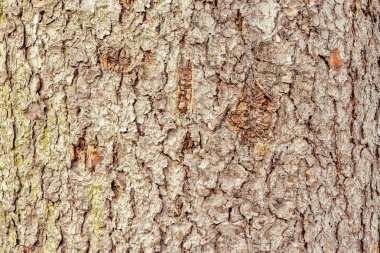 Ağaç kabuğu dokusu.