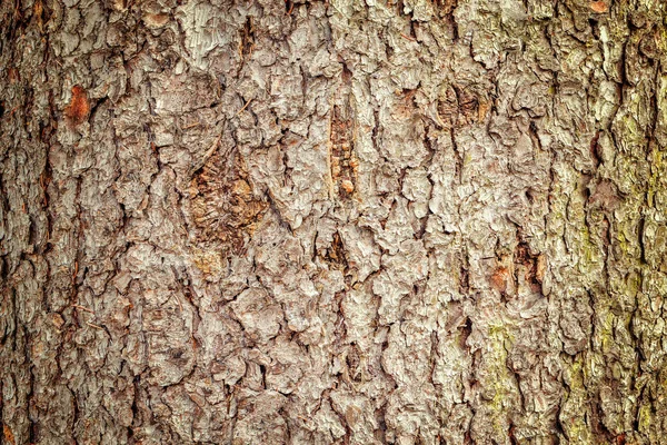 Ağaç kabuğu dokusu. — Stok fotoğraf