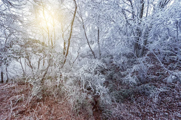 Sonnenaufgang im gefrorenen Wald im Huangshan Nationalpark. — Stockfoto