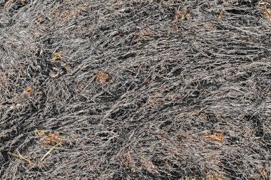 Yanmış çayır çimen.