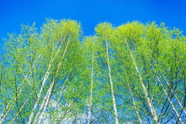 Berken boom kronen. — Stockfoto