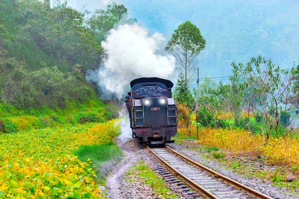 Steam narrow-gauge train moves frough the jungle. — Stock Photo, Image