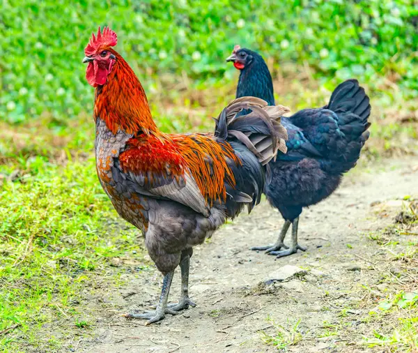 Polla granja animal y pollo oscuro . — Foto de Stock