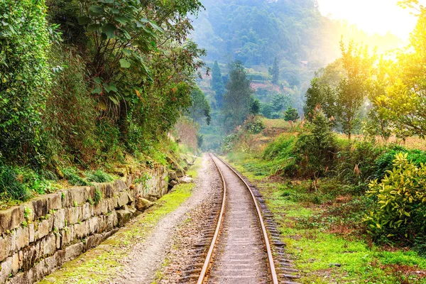 Ferrovia a scartamento ridotto per Bagou nella giungla . — Foto Stock