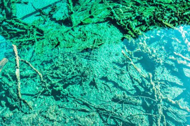 Kristal su ile göl alt ağaçta.