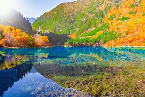 Cinque lago di fiori . — Foto Stock