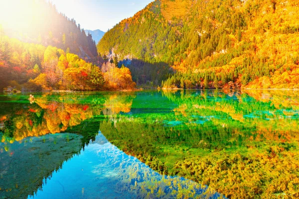 Cinque lago di fiori . — Foto Stock