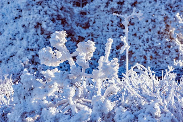 Ramas de árboles bajo la nieve . —  Fotos de Stock