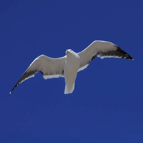 大海上空飞行的海鸥. — 图库照片