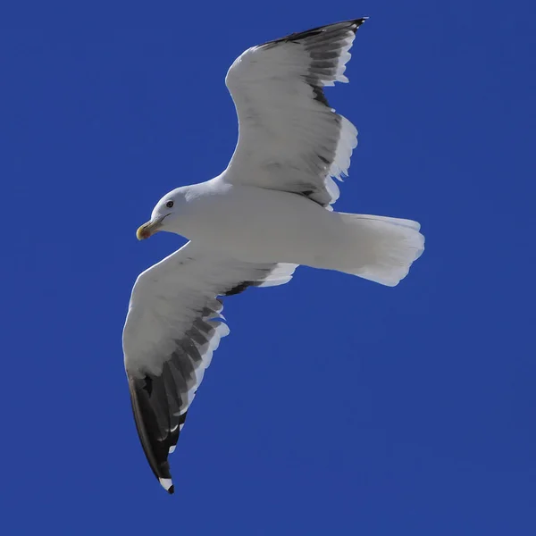 大海上空飞行的海鸥. — 图库照片