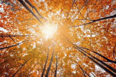 Maple ağaçlar kron görünümünü.