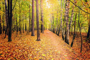 Sonbahar ormanlarında yol.