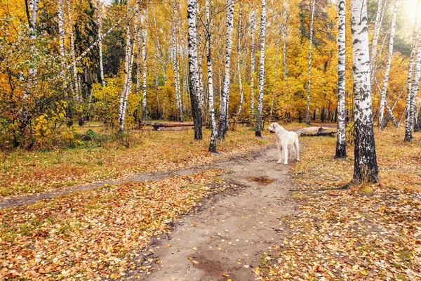 Одинокая собака на тропе . — стоковое фото