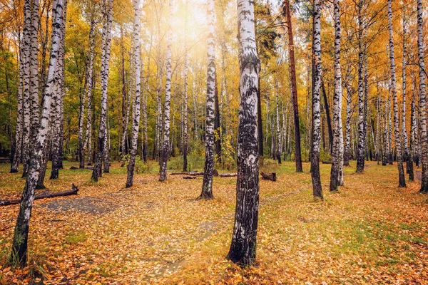 Blick auf den Herbstwald. — Stockfoto
