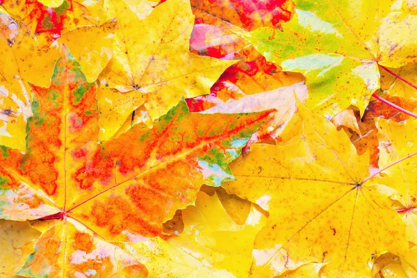 Colorful wet maple leaves background. — Stock Photo, Image