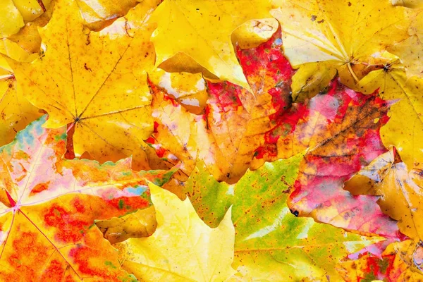 Colorful wet maple leaves background. — Stock Photo, Image