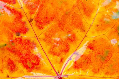 Islak akçaağaç yaprağı arka plan.