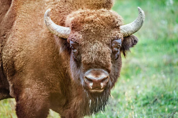 Kopf des wilden Wisents. — Stockfoto