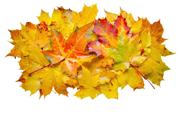 Colorful wet maple leaves. — Stock Photo, Image