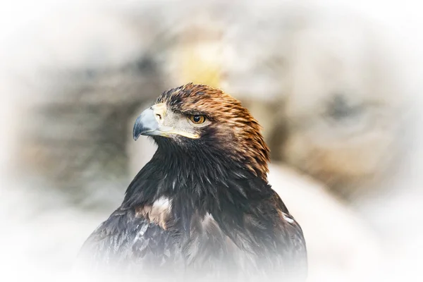 カラフルな背景に野生の鳥. — ストック写真