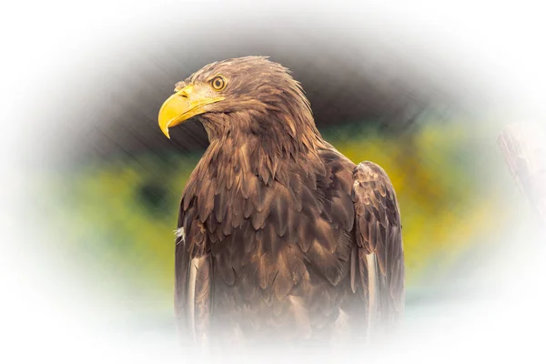 Cabeza de águila salvaje . —  Fotos de Stock