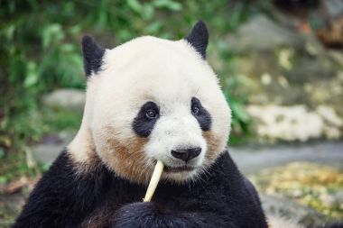 Dev Panda bambu yiyor.