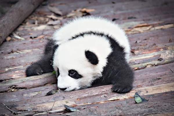 Baby des Großen Pandas. — Stockfoto