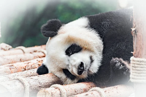 Bild des Großen Pandas. — Stockfoto