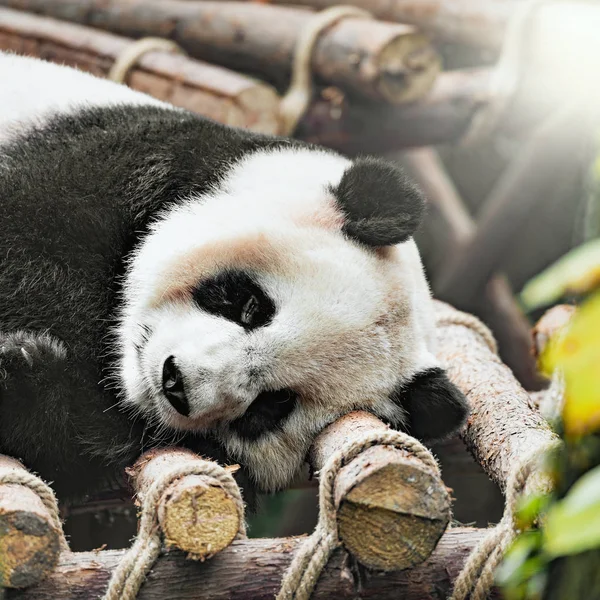 Bild des Großen Pandas. — Stockfoto