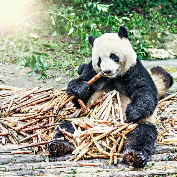 Riesenpanda frisst Bambus. — Stockfoto