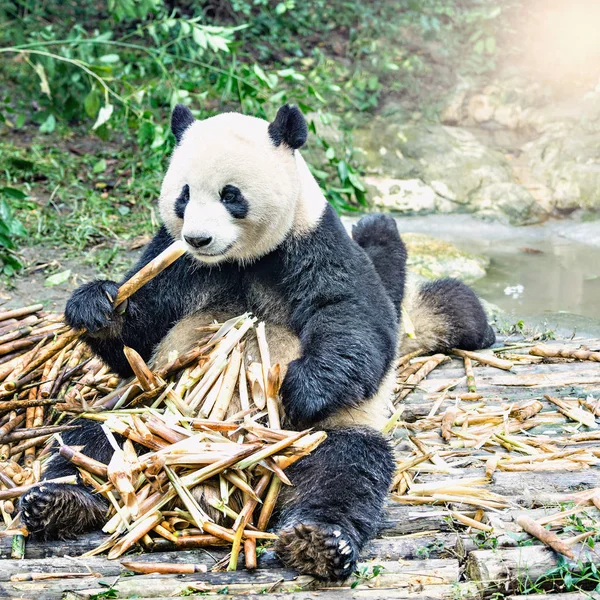 Riesenpanda frisst Bambus. — Stockfoto