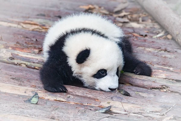 Baby av Giant Panda. — Stockfoto